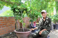 Độc lạ nho cảnh chơi Tết chỉ có ở Ninh Thuận