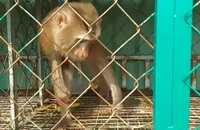 Đã bắt con khỉ cắn nhân viên quán cà phê ở quận 12