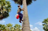 Vừa xuống mặt đất anh Tín vội vã đem mật cho vợ gánh vào nấu đường. Ảnh: HẢI DƯƠNG