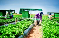 Nhiều tỉnh cảnh báo lừa đảo lao động đi làm việc tại Úc theo Chương trình PALM