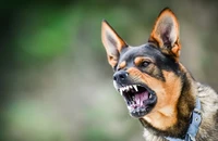 Bé 2 tuổi phát bệnh dại sau 1 tháng bị chó nhà cắn, nguy cơ tử vong cao