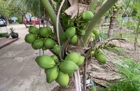Danh sách thức uống giàu chất điện giải tốt cho sức khỏe