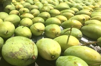 5 lý do tại sao bạn nên ăn xoài hàng ngày