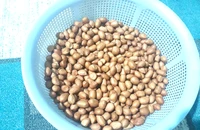 Đàn ông có nên ăn nhiều đậu phộng không?