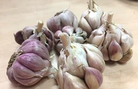 Lợi ích của việc thêm gừng, tỏi vào thức ăn?