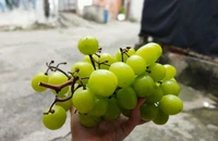 8 loại trái cây nên ăn để đẩy lùi bệnh gan nhiễm mỡ