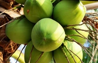 Tốp 10 thực phẩm giúp giảm nhiệt độ cơ thể trong mùa hè