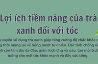 Lợi ích tiềm năng của trà xanh đối với tóc