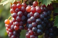Vì sao ăn nho giúp não minh mẫn, tim khỏe và ruột hoạt động trơn tru?