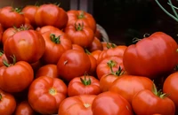 Người bị trào ngược axit có nên ăn cà chua không? 