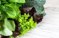 Điều gì sẽ xảy ra với hệ tiêu hóa khi thêm các loại rau có vị đắng vào chế độ ăn uống?