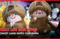 Giới trẻ 'phát cuồng' vì chuột lang nước Capybara