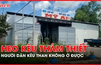 Cà Mau: Một hộ dân kêu than không ở được vì tiếng heo thảm thiết 