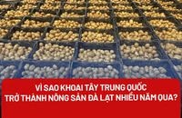 Kiên quyết xử lý khoai tây Trung Quốc biến thành nông sản Đà Lạt