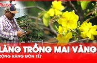 Làng trồng mai vàng tại TP.HCM tất bật lặt lá, chờ hoa nở đúng Tết