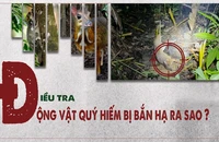 Video điều tra: Thợ săn truy lùng động vật trong Sách Đỏ ở Vườn Quốc gia Cát Tiên