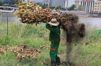 Trồng đợt hoa hướng dương mới ở Công viên bờ sông Sài Gòn 