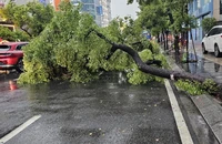 Cây xanh ngã đổ, bật gốc sau cơn mưa lớn ở TP.HCM