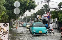 TP.HCM lại đón đợt triều cường mới, người dân lội nước về nhà