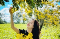Ngắm hoa muồng vàng trên đồi chè trăm tuổi ở Gia Lai
