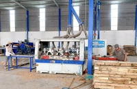 Đưa keo lai U Minh Hạ vượt đại dương: kỳ vọng trong tầm tay
