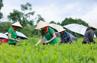 Từ nguyên liệu vùng ‘Đệ nhất danh trà’ đến Trà Xanh Không Độ