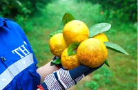 Vườn cam FVF: Điển hình nông nghiệp xanh bền vững từ Tập đoàn TH