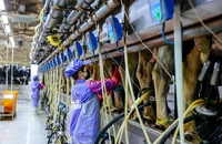 Quy trình vắt sữa kín hoàn hảo của TH true MILK