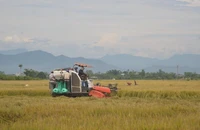 Đang thu hoạch lúa, 1 thanh niên bị sét đánh