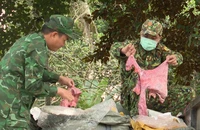 Quảng Trị bắt giữ xe tải chở nội tạng động vật, mỹ phẩm không có nguồn gốc
