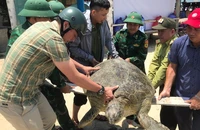 Thừa Thiên Huế: Thả về biển cá thể vích nặng 100kg
