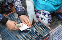 Thừa Thiên Huế: Cấm mua bán chim phóng sinh trong khuôn viên chùa