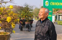 Ngắm những gốc mai Huế ‘độc, đắc’