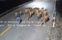 12 con bò bị kẻ lạ mặt lùa đi trong đêm