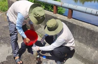 Cá chết bất thường ở khu kinh tế Chân Mây - Lăng Cô