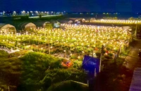 Làng hoa ở Quảng Trị chong đèn 'bắt hoa không ngủ' chờ tết