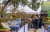 Hàng trăm gốc hoàng mai khoe sắc bên dòng sông Hương