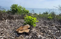 TP Huế báo cáo Thủ tướng vụ 2,5 ha rừng phòng hộ ven biển bị đốn hạ