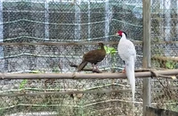 Bên trong nơi nhân giống gà lôi trắng và nhiều động vật sách đỏ ở Huế