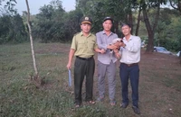 Thấy gà lôi trắng bay vào quán nước, người đàn ông liền báo chính quyền