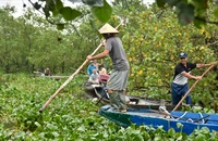 Chợ nổi nổi tiếng nhất xứ Huế bị 20 tấn lục bình 'bao vây' bóp nghẹt
