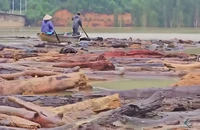 Người dân mạo hiểm chèo ghe vớt củi giữa hồ thủy điện