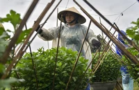 Bỏ dài trồng ngắn, nông dân Huế nơm nớp sợ 'Bà chẳng tha'