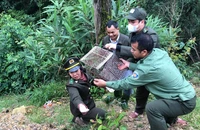 Người dân làm 'tai mắt' cài cắm khắp rừng, thú hoang thoát cửa tử