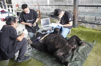 Sau 25 năm, gấu ngựa Misa tại Đà Nẵng được về nhà mới ở Bạch Mã