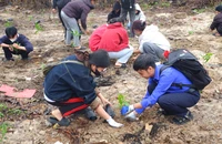 500 sinh viên Đại học Huế tham gia Tết trồng cây xuân Bính Ngọ
