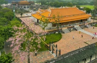 Hoa ngô đồng chớm nở, điểm xuyết nét thơ mộng cho Đại Nội Huế