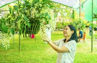 Ngắm hàng ngàn giò lan khoe sắc trong Đại nội Huế