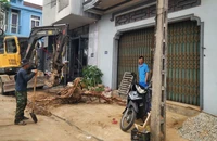 Huế: Cây xanh kém phát triển, sâu đục bị đốn hạ, bật gốc để chỉnh trang đô thị