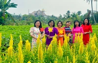 Trồng vườn hoa đủ màu sắc, đón 'người dưng' đến check-in miễn phí